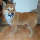 tata Shiba inu