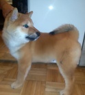 tata Shiba inu