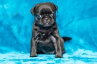 Mops tata