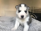 Modr oi tat sibiskho husky