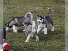 kouzlujc ttka sibiskho Huskyho
