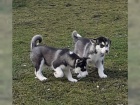 kouzlujc ttka sibiskho Huskyho