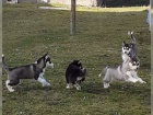 kouzlujc ttka sibiskho Huskyho