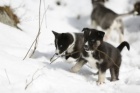 Sibisk Husky - originl ttka s PP