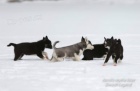 Sibisk Husky - originl ttka s PP