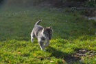 Sibisk Husky - originl ttka s PP