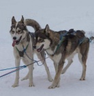 Sibisk Husky - originl ttka s PP
