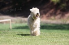 irish soft coated wheaten terrier