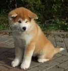 štěňata akita inu na prodej