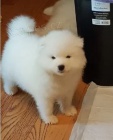 Samojed tata wsdsfg