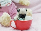 Mops tata (Pug) hgdf