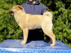 Korejsk Jindo Dog