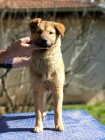 Korejsk Jindo Dog