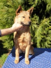 Korejsk Jindo Dog