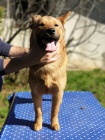 Korejsk Jindo Dog