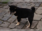 krsn ttka Akita Inu k adopci