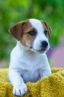 Koupim tn  - Jack russell terir