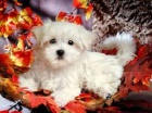 Super Cute Maltese Puppies for Adoption