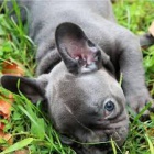 DÁRKOVÉ ŠTĚŇATA DÁRKOVÉHO FRENCH BULLDOG