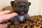 DÁRKOVÉ ŠTĚŇATA DÁRKOVÉHO FRENCH BULLDOG