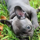 DRKOV TATA DRKOVHO FRENCH BULLDOG