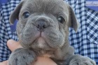 DÁRKOVÉ ŠTĚŇATA DÁRKOVÉHO FRENCH BULLDOG