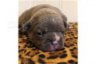 DÁRKOVÉ ŠTĚŇATA DÁRKOVÉHO FRENCH BULLDOG