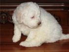 krsn francouzsk ttka lagotto k adopci