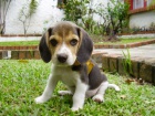 Samci a samice beagle tata k adopci