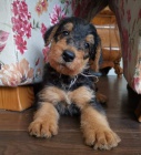 Airedale Terrier hled dobr domy