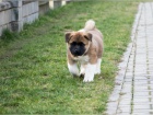tata akita inu (samci i samice) jsou vm k dispozici.