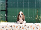 zdrav ttka Basset Hound