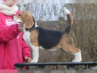 trikolra Beagle, samci a samice tat