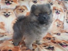 Pomeranian tata (miniaturn)