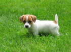 istokrevn Jack Russell Terrier