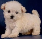 Maltipoo Puppy