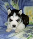Krásná a zdravá štěňata sibiřského husky k adopci.