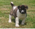 Krásná a zdravá štěňátka Akita k adopci.