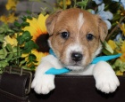 Krásná a zdravá štěňata Jack Russell k adopci.