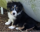 Štěňata australského ovčáka k adopci.