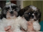 2  mini štěňata Shih-Tzu