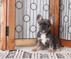 Dech beroucí štěňata francouzského buldoka k adopci zdarma.