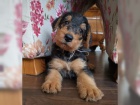 ttka Airedale Terrier hledaj nov domovy