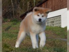 2 štěňata Akita Inu hledají nové domovy