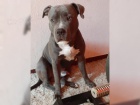 Amerit Pit Bull Terrier bezpenostn psi jsou k dispozici dobe vykolen