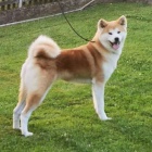 Akita inu