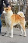 Akita inu