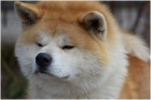 Akita inu