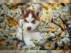 Smen barvy sibisk Husky tata modr oi