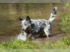 Australsk honck pes pro nov domovy